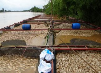Thủy điện xả lũ, 600 tấn cá bè trên sông Đồng Nai chết