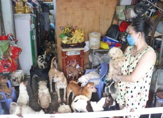 Nuôi hơn 100 con chó giữa Sài Gòn vì nhân đạo: Hàng xóm chịu không nổi chất thải hôi thối, chính quyền nói gì?