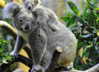 Sự thật bất ngờ về loài gấu Koala: ngủ 20/24 giờ một ngày