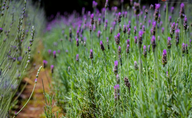 Cánh đồng hoa Lavender Đà Lạt 