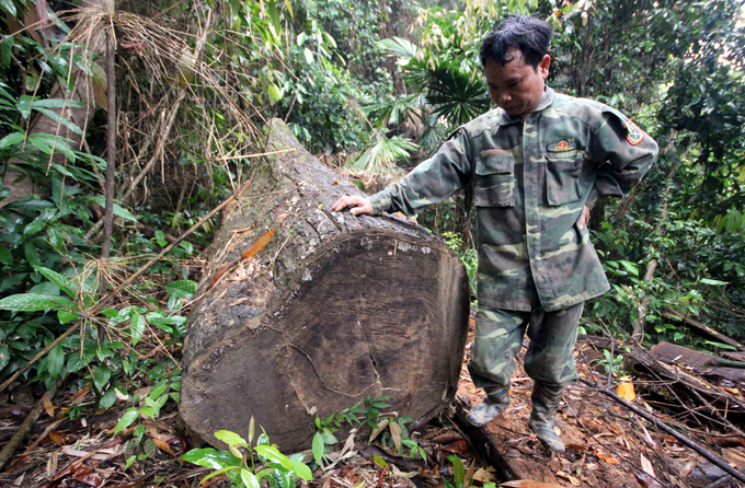 Rừng phòng hộ Quảng Nam bị xẻ thịt như thế nào