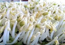 Cách làm giá đỗ sạch truyền thống – thực phẩm phòng chống ung thư
