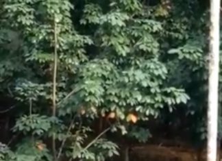 Voi mẹ cố lay xác voi con bị điện giật chết